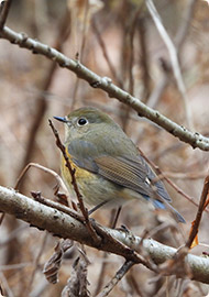 Ｈａｒｍｏｎｙ通信 2026年２月号