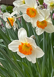 Ｈａｒｍｏｎｙ通信 2026年３月号